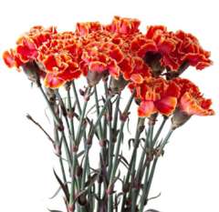 Carnations For Sale