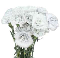 Silver Carnations