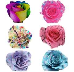 Rose Tinted Confetti - Choose Your Color | 50 Stems