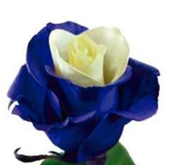Dyed Roses - Blue Soul