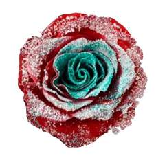 Dyed Roses - Frozen