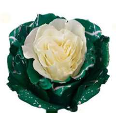 Dyed Roses - Greenery