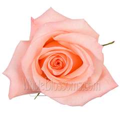 Engagement Peach Pink Rose