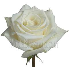 Eskimo White Rose