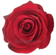 Red Organic Roses for Valentine's Day