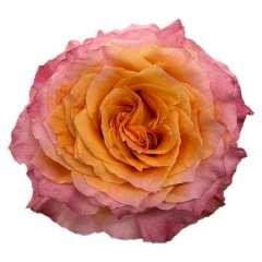 Free Spirit Garden Rose