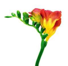 Bicolor Red Freesia Flower