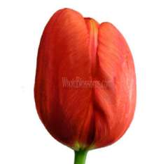 French Tulip Red Flowers
