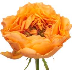 Orange Garden Rose - Caraluna