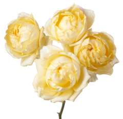 Garden Roses Light Yellow - Julietta Limoncella
