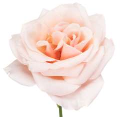 Peach Pink Garden Roses - Paul Ricard