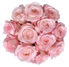 Light Pink Bicolor Garden Rose - Like a Virgin