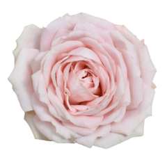 Garden Spray Roses - Lea Romantica