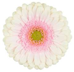 Gerbera Flower Bicolor - Davina