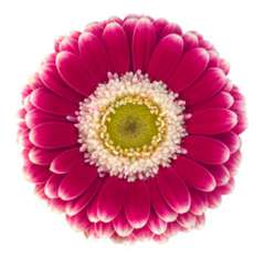 Germini Flower Bicolor Hot Pink - Cassis