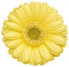 Germini Flower Light Yellow - Lemon Ice