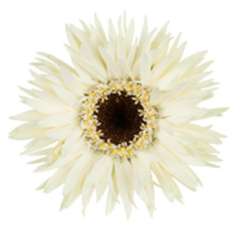 Germini Micro White Flowers