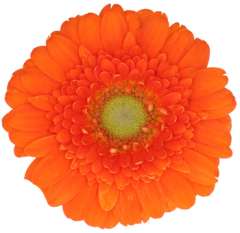 Germini Flower Orange - Dory