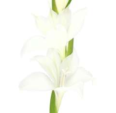 Gladiolus Small Flower White - Alba