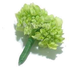 Green Hydrangea Boutonniere