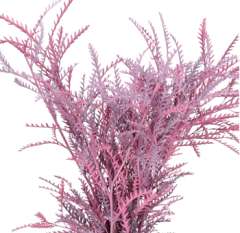 Grevillea - Dyed Pink