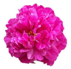 Peonies For Sale