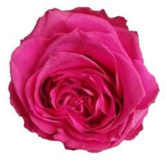 Hot Pink Preserved Roses Biological [Without Stem]