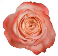 Peach Coral Garden Roses - Kahala