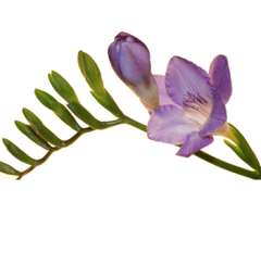 Freesia Lavender Flower