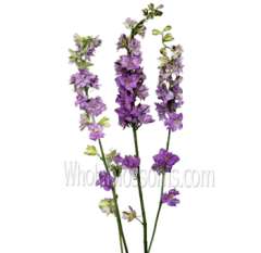 Larkspur Flower Blue Lavender