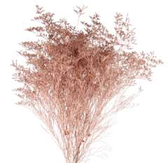 Limonium Flower - Painted Copper