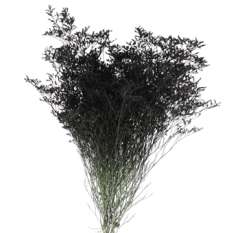 Limonium Flower - Painted Black