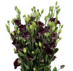 Lisianthus Flower - Bohemian Black Violet