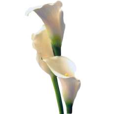 Long Calla Lily Cream Flowers