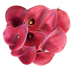 Long Calla Lilies Raspberry Red