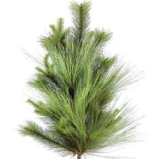Long Needle Pine