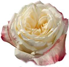 Mayra's Light Bicolor White Garden Roses