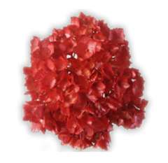 Metallic Red Airbrushed Hydrangea