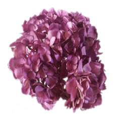 Metallic Lavender Hydrangea