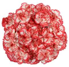 Bulk Carnations