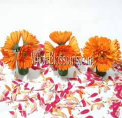 Orange Gerbera Mini Wedding Centerpieces