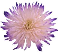 Mums Anastasia Tip Purple Flowers