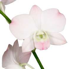 White Dendrobium Orchids Bicolor