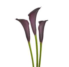 Dark Purple Calla Lily Flower Bouquets