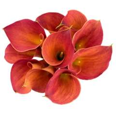 Orange Calla Lilies