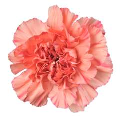 Valentine's Day Orange Carnations