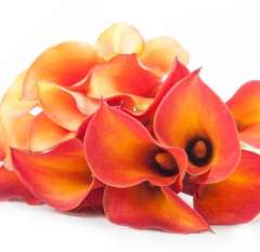 Orange Calla Lily Flower Mix
