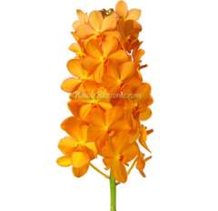 Orange Vanda Orchid