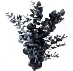 Painted Eucalyptus - Black