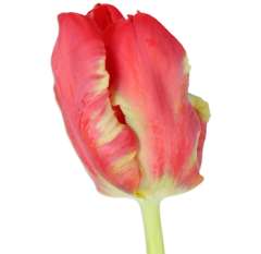 Parrot Tulips Red - Seadov